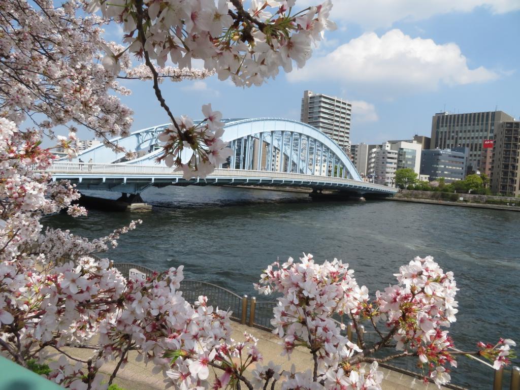 進入4月新年度,春風中櫻花盛開。
永代橋～右手“新川之跡”、“新川公園”～中央大橋......在“超級堤防的櫻花樹”散步。 欣賞隅田川沿岸的賞櫻勝地