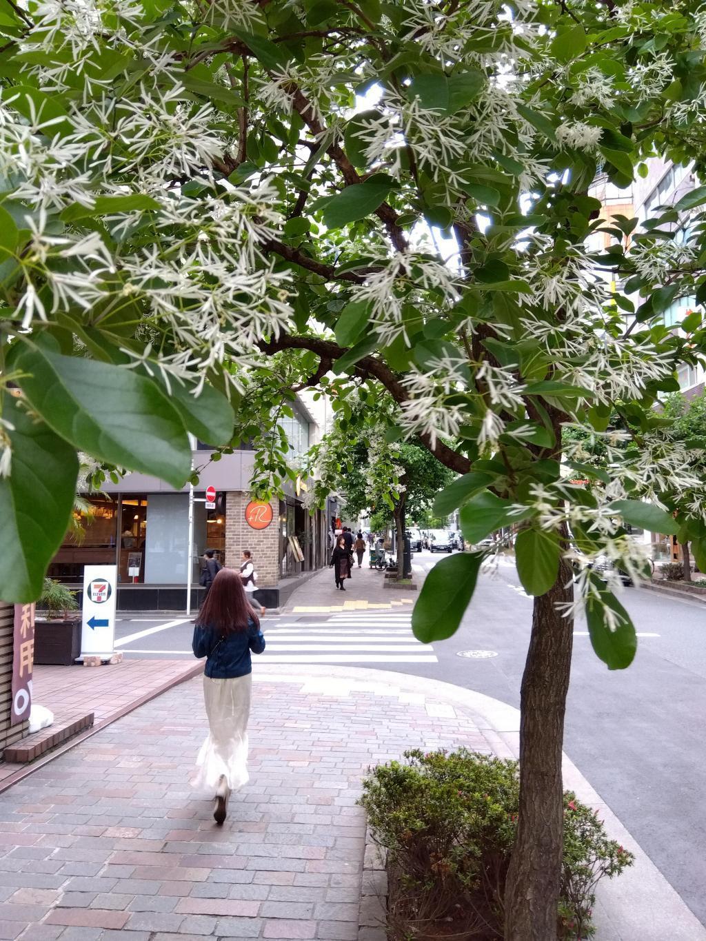 在銀座美雪大道開花的時候,銀座的Malonye和“什麼東西啊”正在盛開