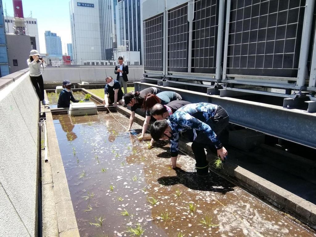  “白鶴銀座天空農場”2023年的今年也是插秧
　　～白鶴酒造～