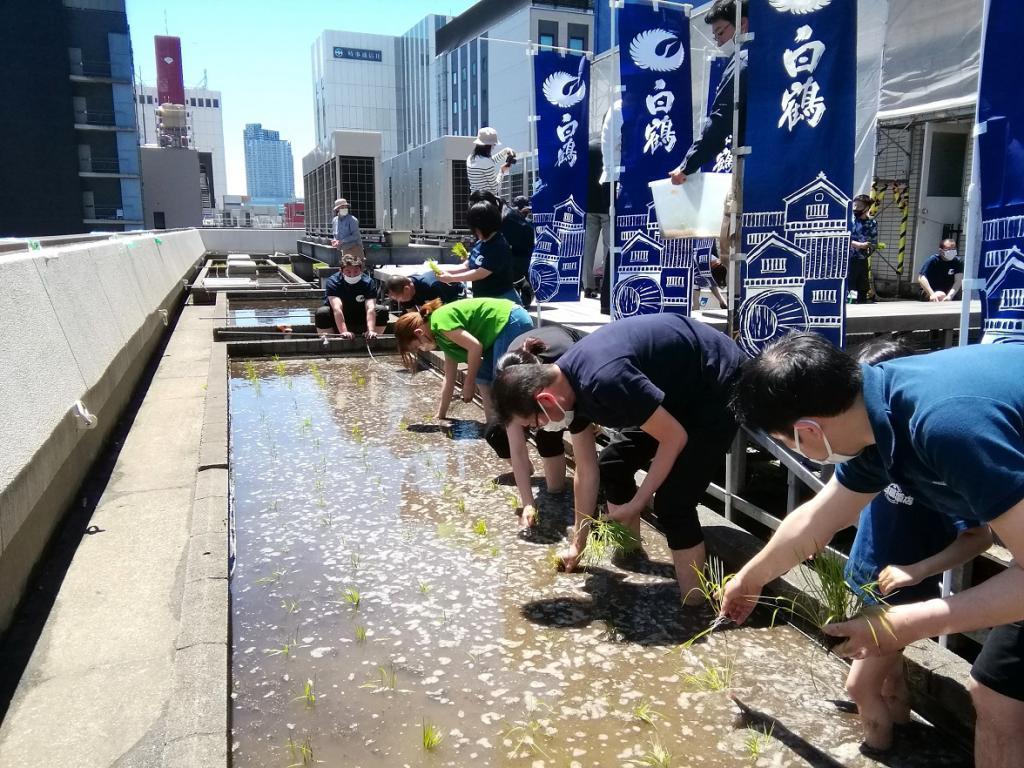  “白鶴銀座天空農場”2023年的今年也是插秧
　　～白鶴酒造～