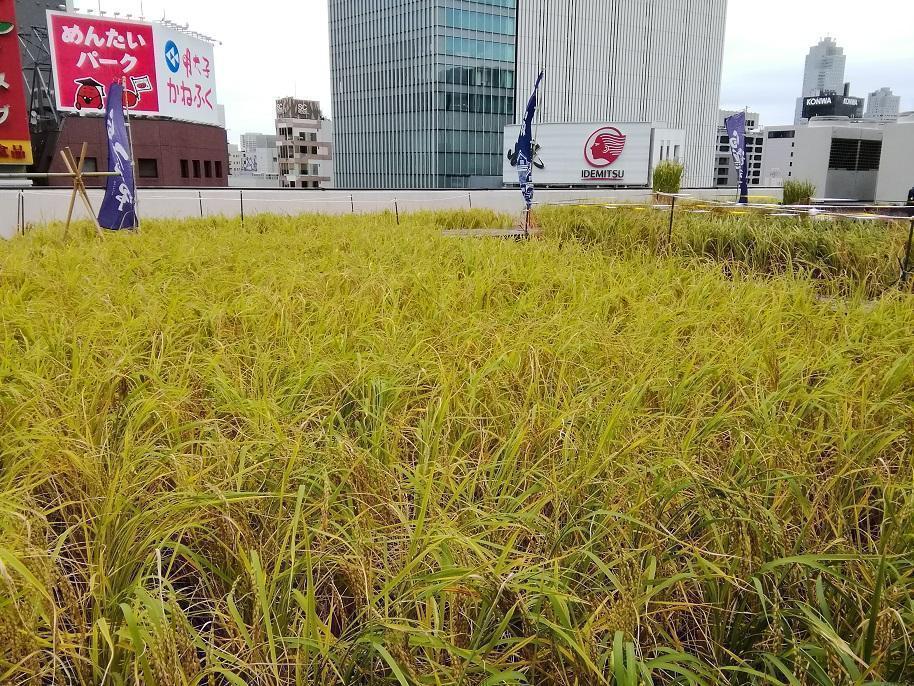  “在銀座製造的大米日本酒”
《白鶴翔雲純米大吟釀銀座天空農場白鶴錦》
　　2023今年也限定發售40部
　　　～白鶴酒造～