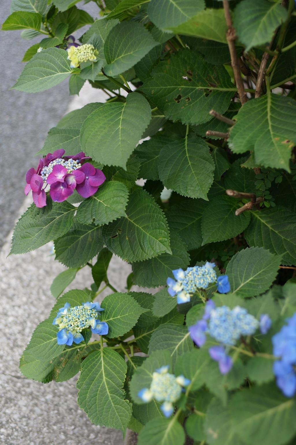  木挽町銀座布羅薩姆前街道的紫陽花