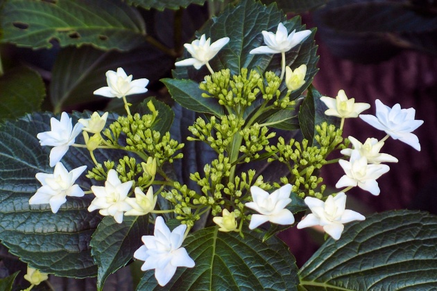  明石町聖路加的紫陽花