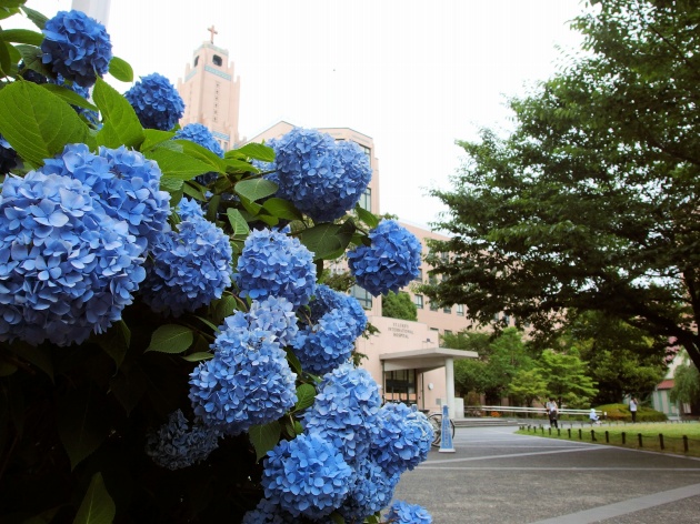  明石町聖路加的紫陽花