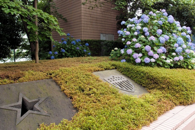  明石町聖路加的紫陽花