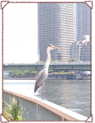  大家一起尋找日記湊子的夏天