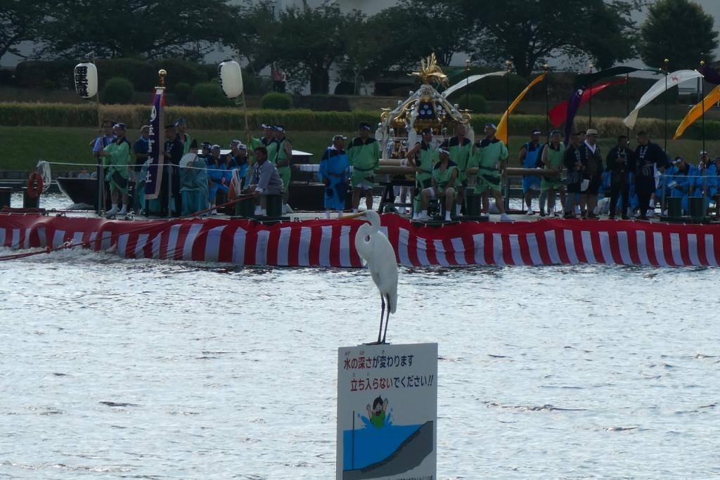  佃、住吉神社船渡御與本週末的深川八幡大祭