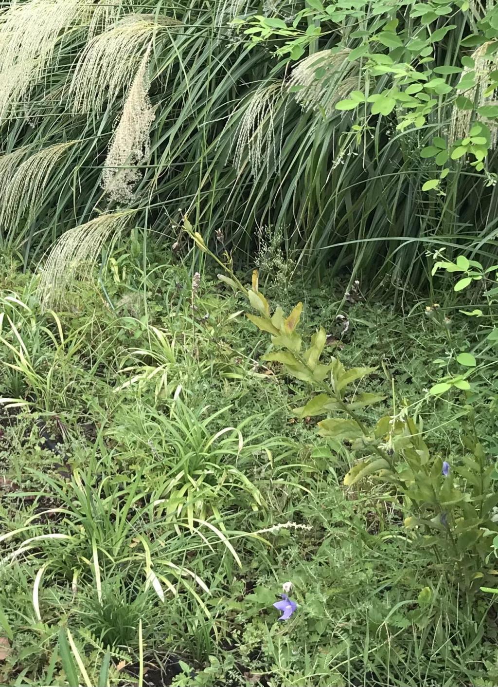  秋天來到了坂本町公園。
