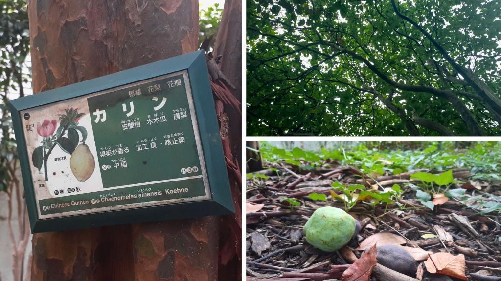  知道的人知道的“果樹和香草的樣品園”　