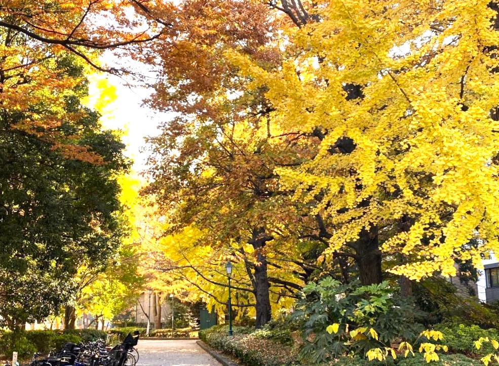  濱町公園的紅葉