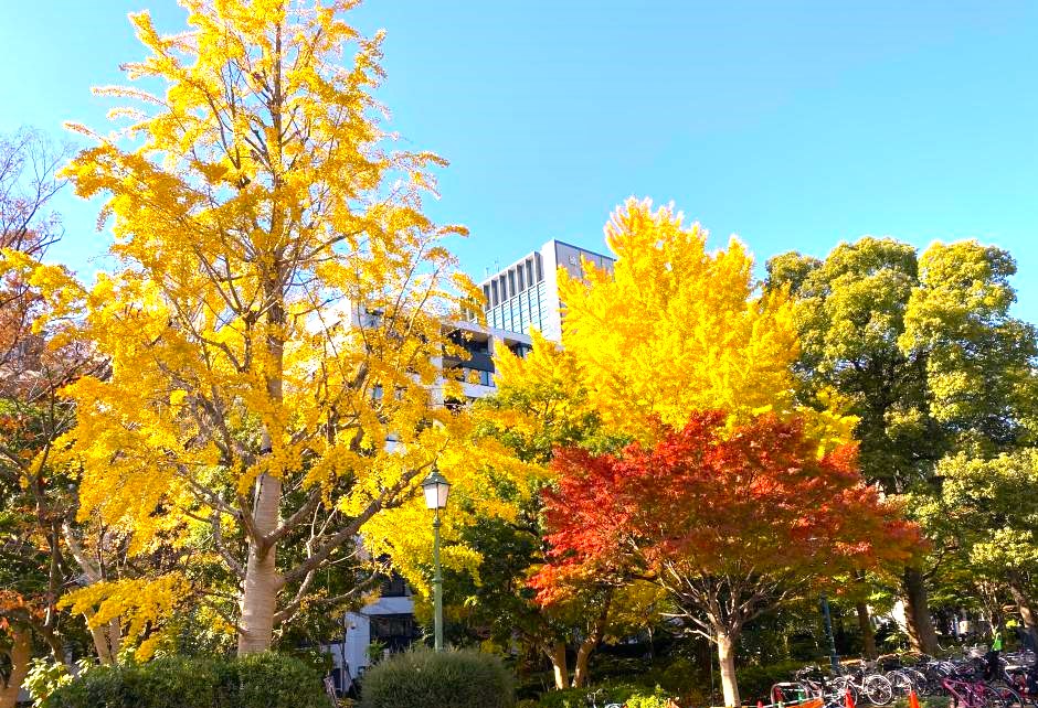  濱町公園的紅葉