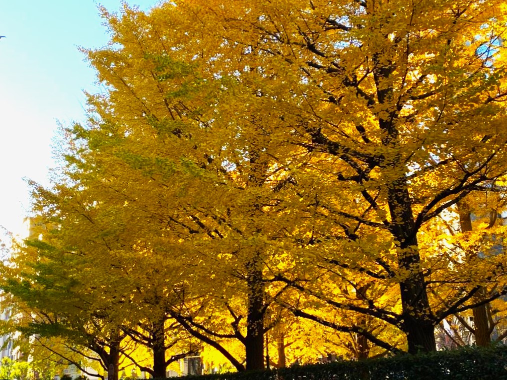  濱町公園的紅葉