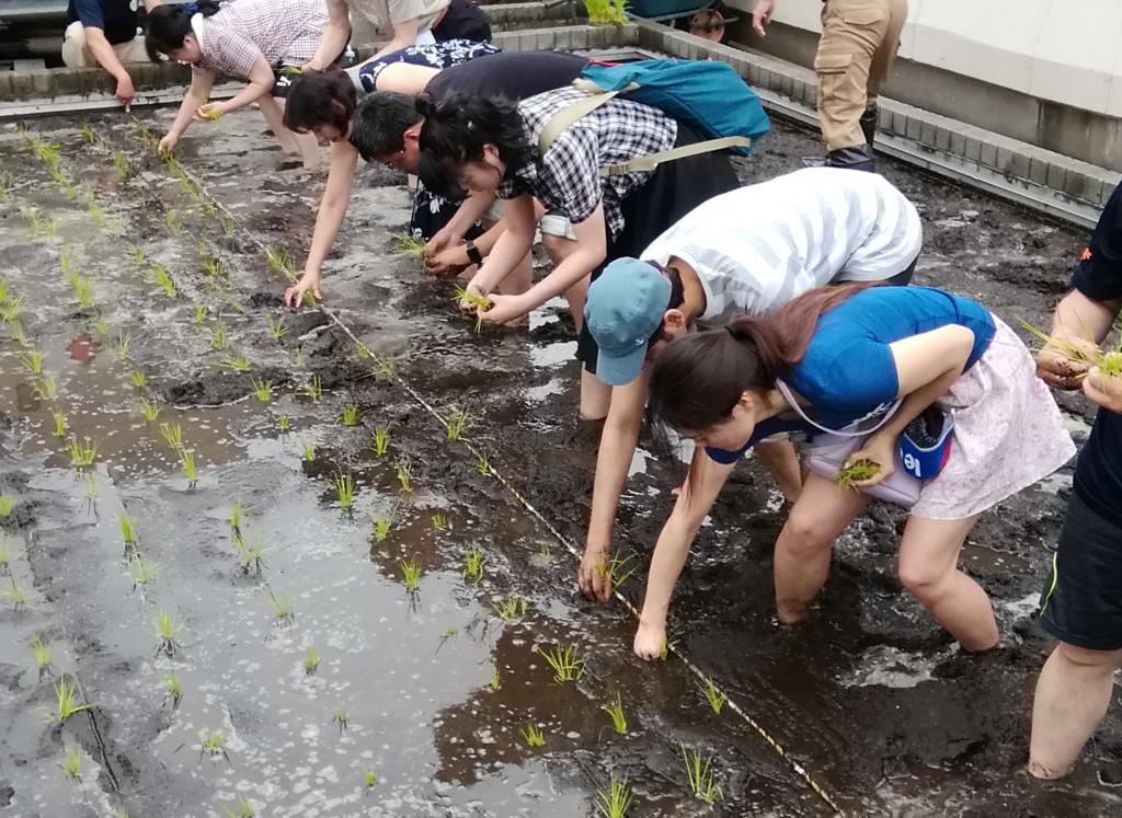  白鶴銀座天空農場,2019年的今年也是插秧～白鶴酒造～