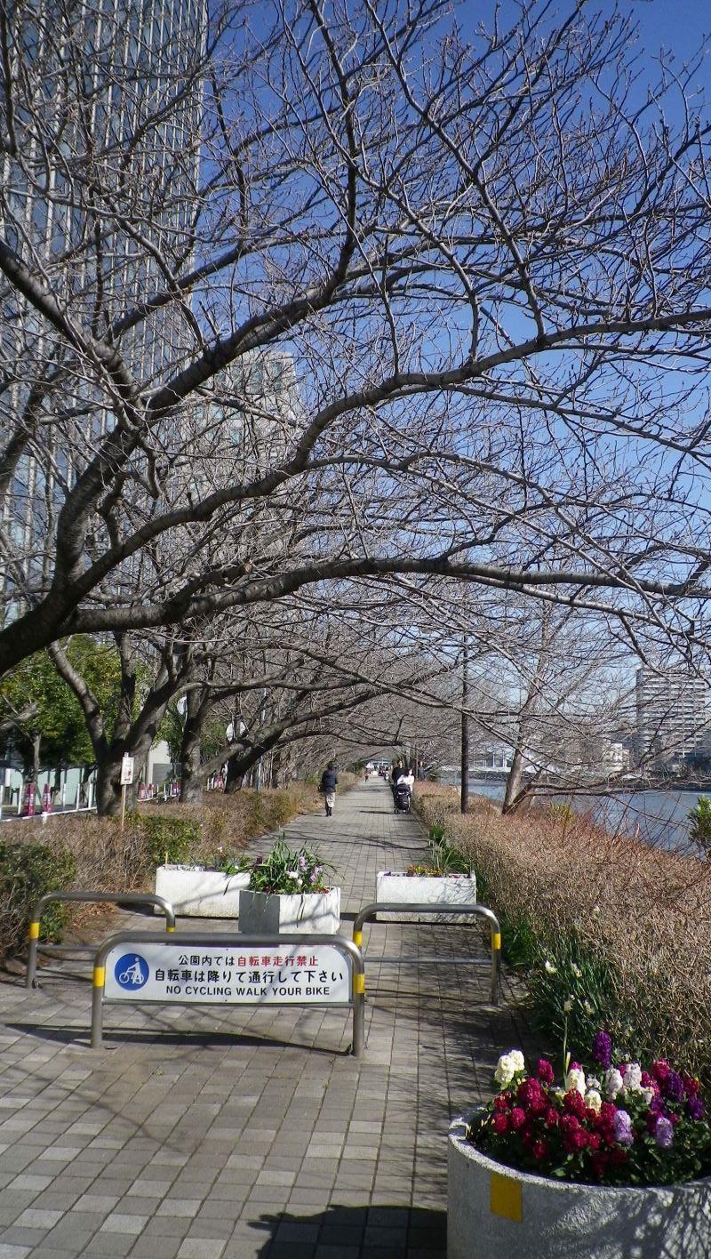 新川公園櫻花還有1個月左右2月是梅花“梅花......”