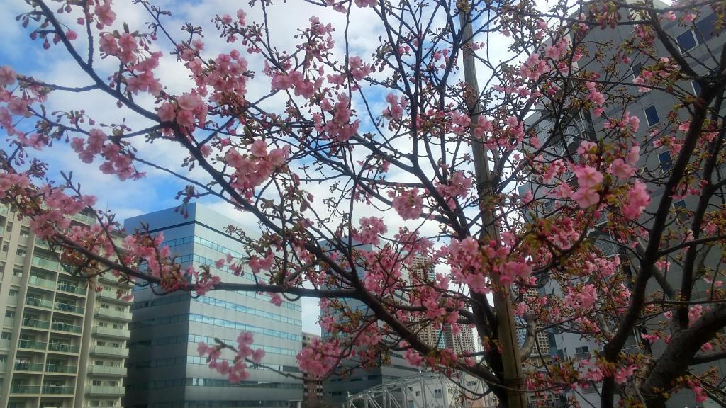 龜島川的河津櫻開始開花,距離盛開還有2月18日中央區河畔的河津櫻比去年早開了