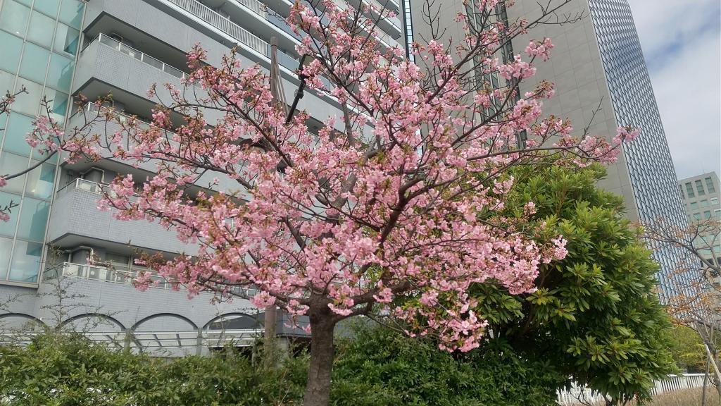 新川公園的河津櫻漂亮地開了七分。 2月18日中央區河畔的河津櫻開花時間比去年早