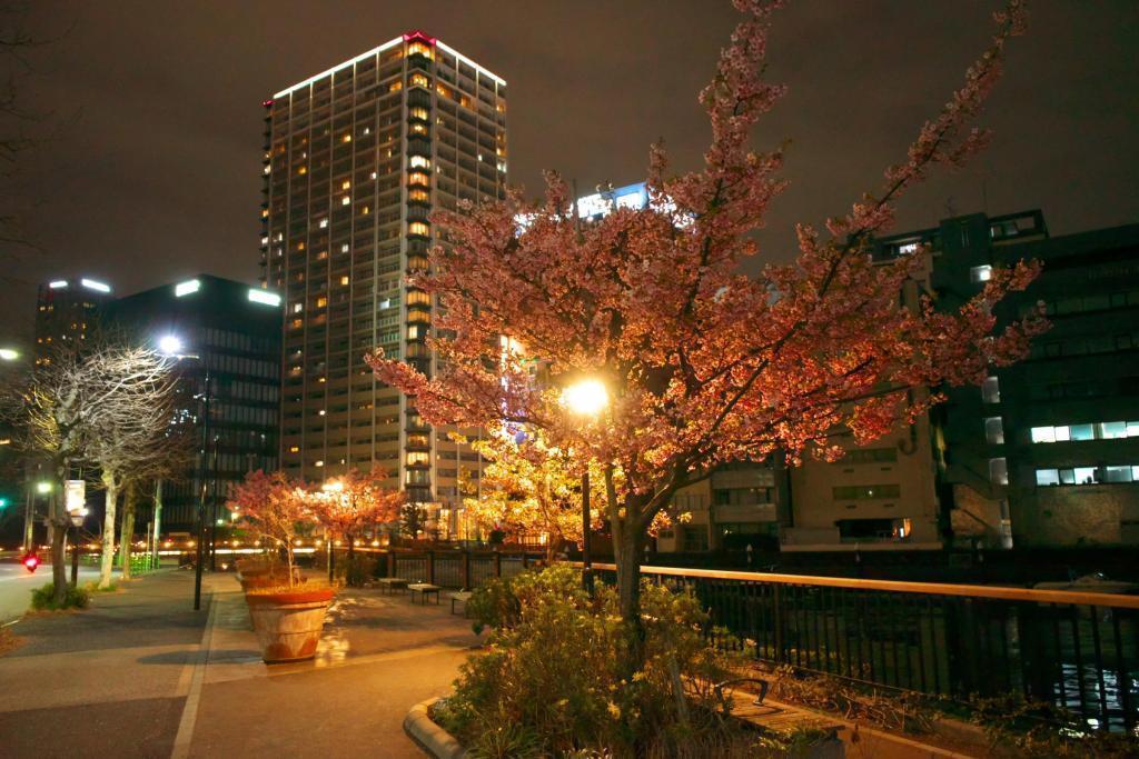 融入都市風景的龜島川公園的櫻花