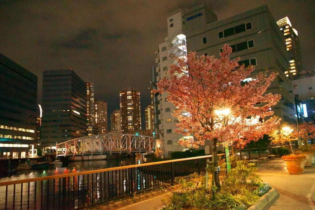 龜島川公園的櫻花,位於龜島川水門深處,面臨石川島公寓群。