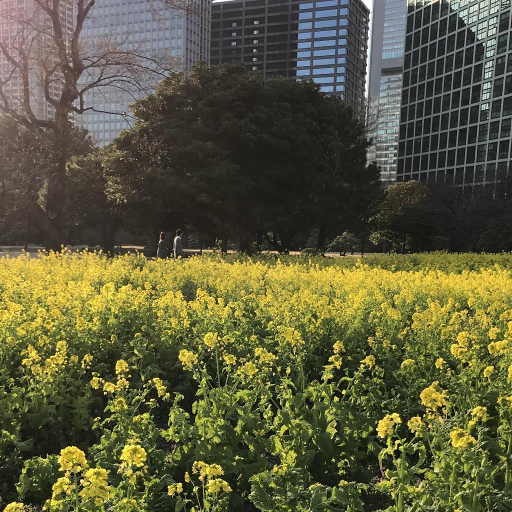  發現浜離宮恩賜庭園水母和波拉!