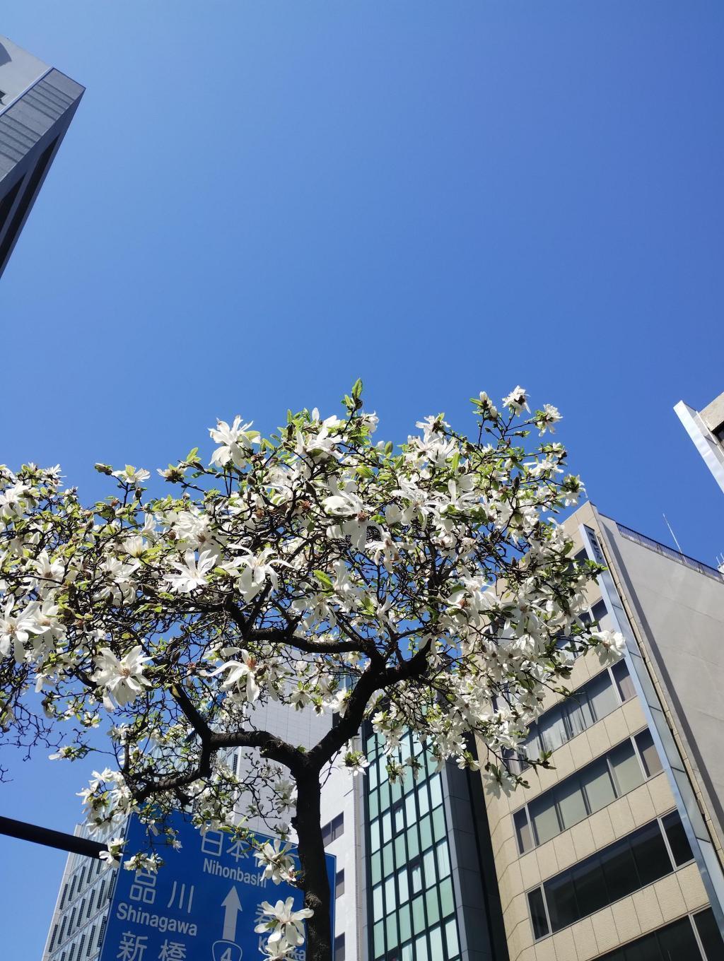  櫻花和日本辛夷