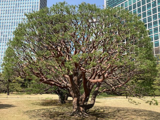  櫻花和油菜花的“今日緣”@浜離宮恩賜庭園