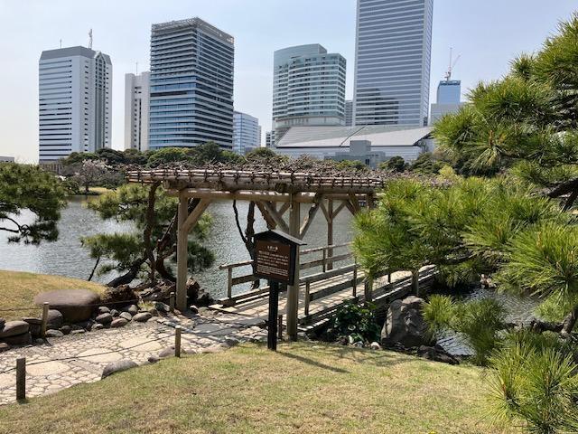  櫻花和油菜花的“今日緣”@浜離宮恩賜庭園