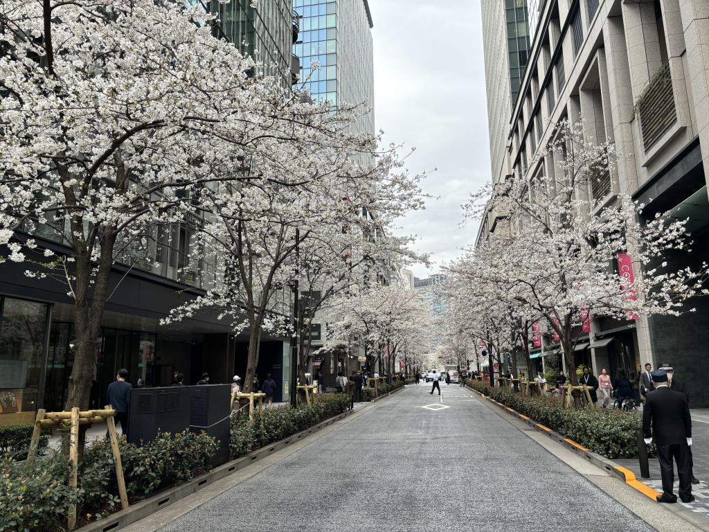 江戶櫻花大道的櫻花1日本橋地區櫻花開始開放