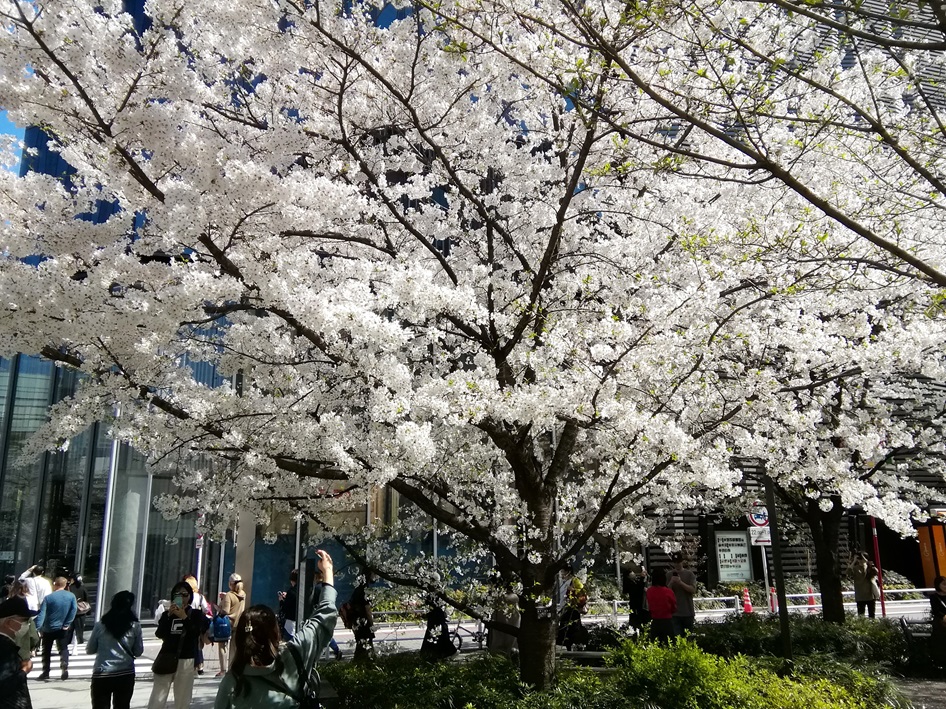  花之銀座數寄屋橋公園
　　～ Relaxation on holidays ～