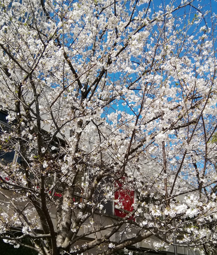  花之銀座數寄屋橋公園
　　～ Relaxation on holidays ～