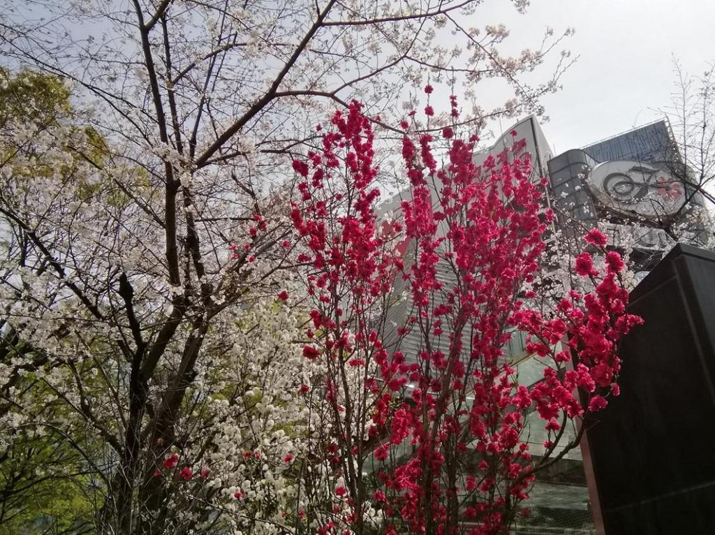  花之銀座數寄屋橋公園
　　～ Relaxation on holidays ～