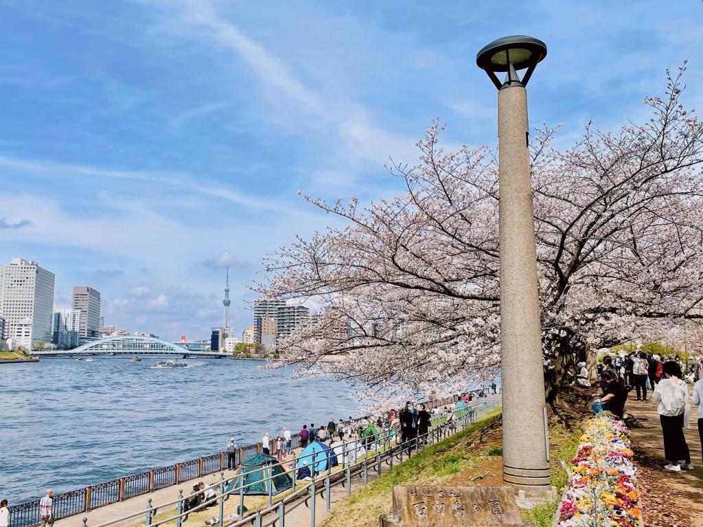  隅田川陽臺的“推薦”賞花景點