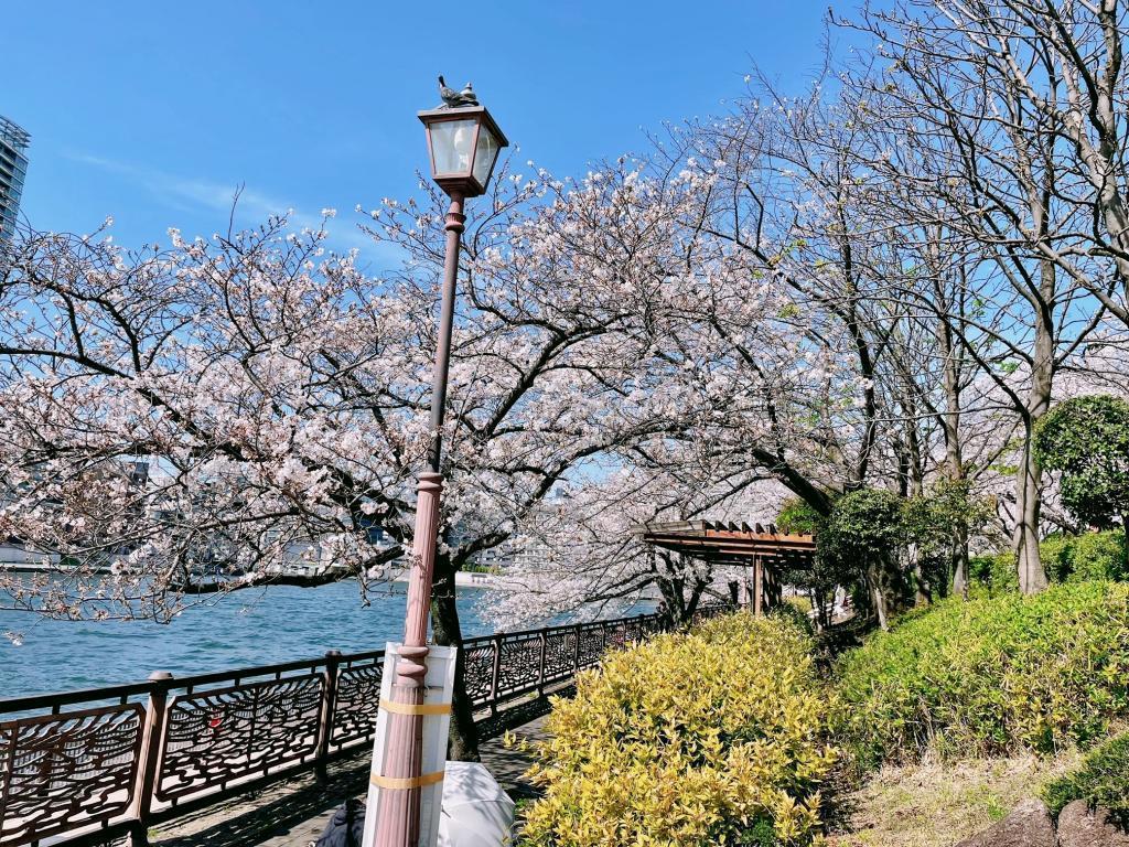  隅田川陽臺的“推薦”賞花景點