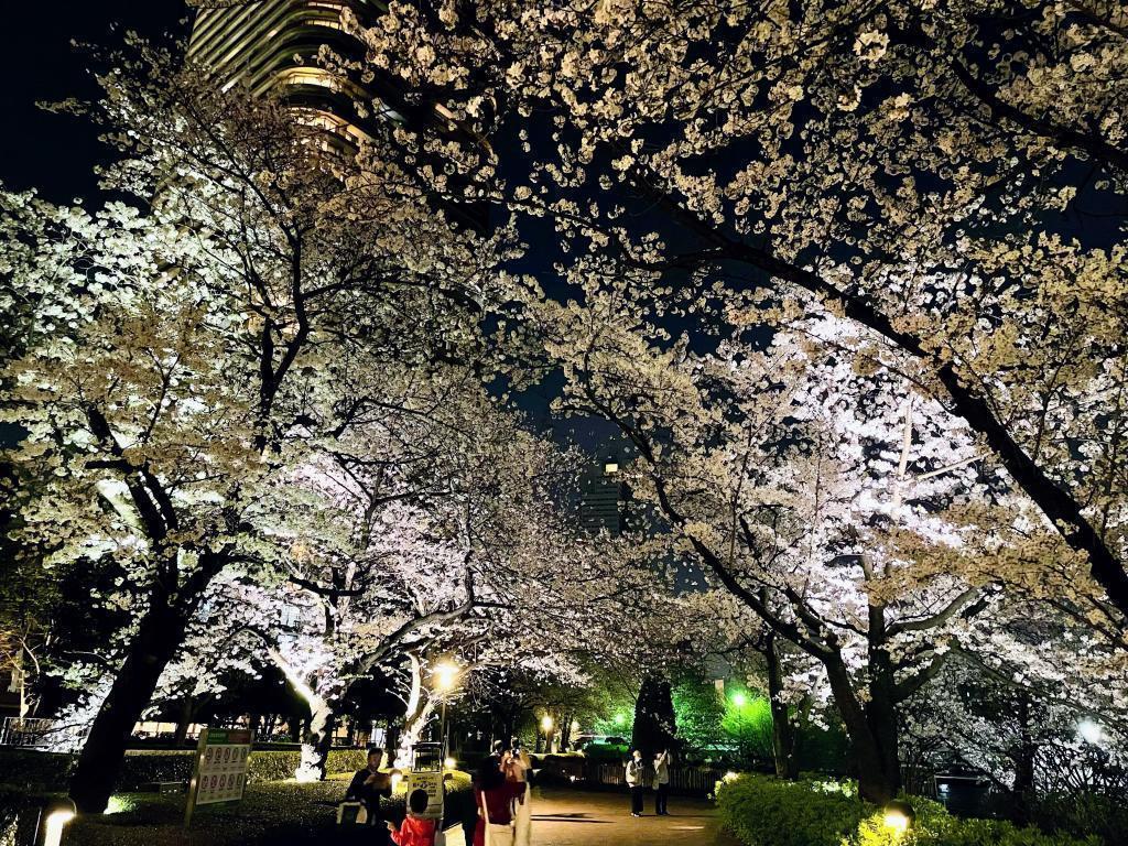 推薦觀賞夜櫻的隅田川陽臺的“推薦”賞花景點