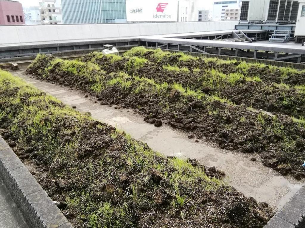  等待天空之田、稻苗種植
　　～白鶴酒造～