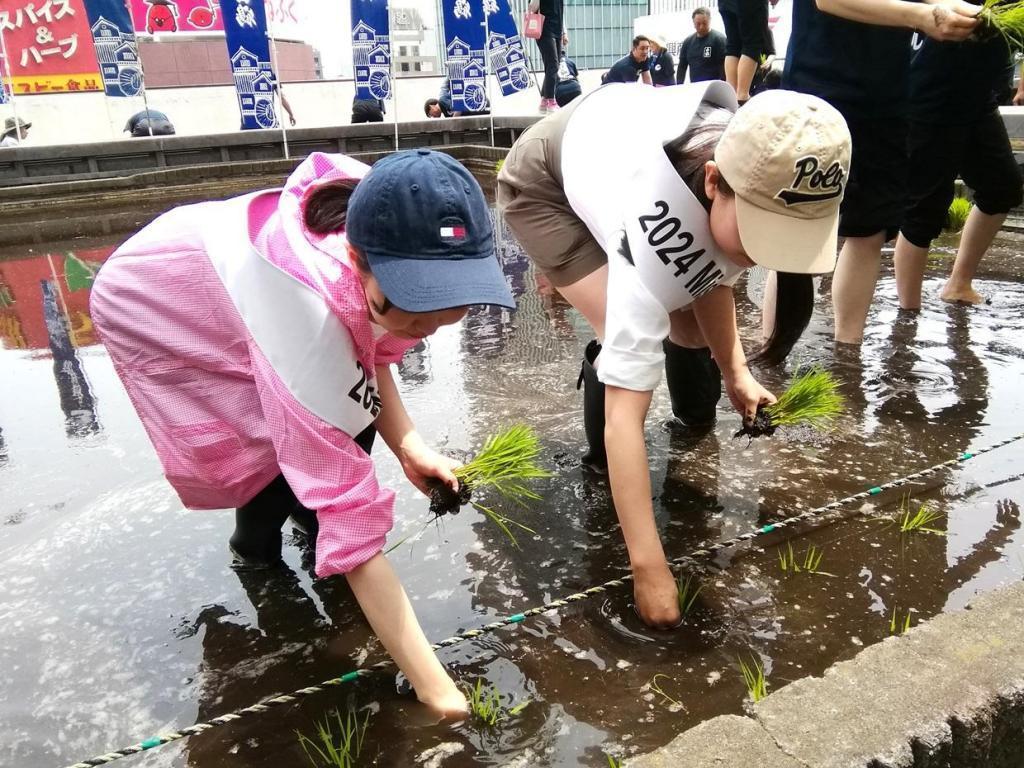  “白鶴銀座天空農場”2024年的今年也是插秧
　　～白鶴酒造～