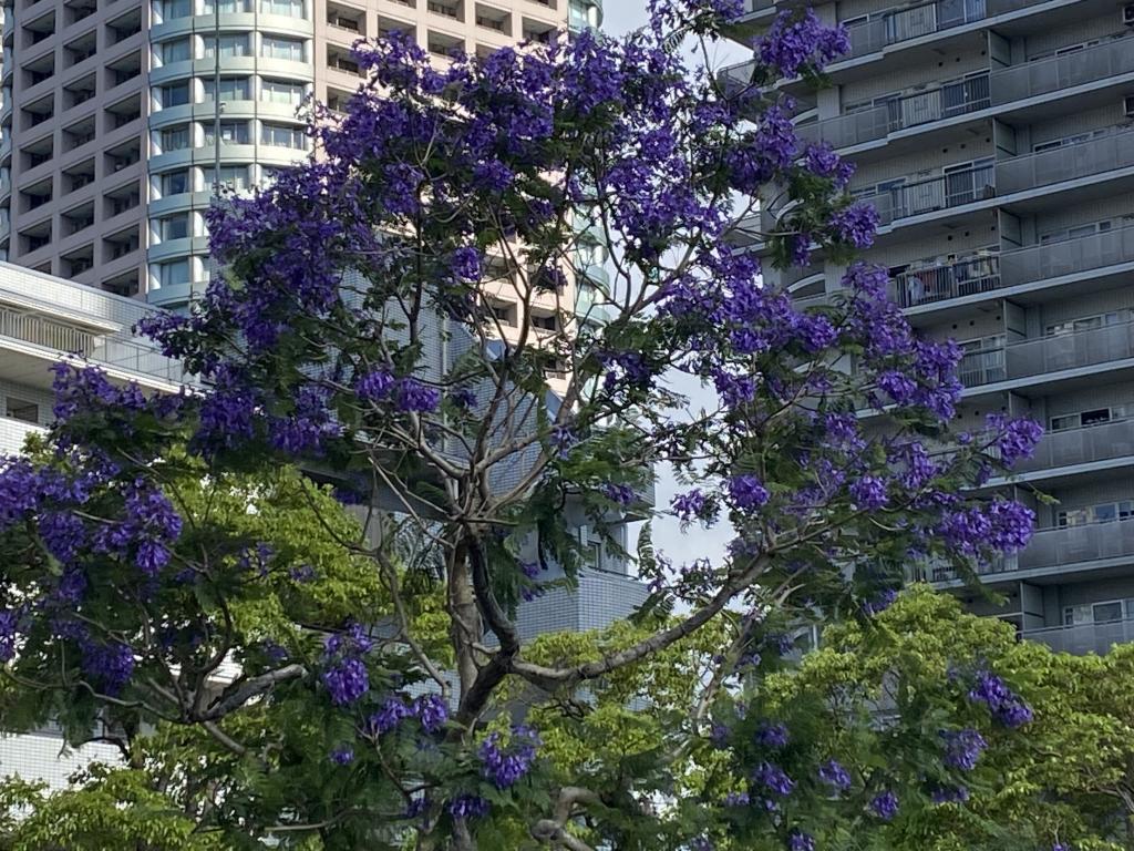  雅加達盛開的藍紫色花朵