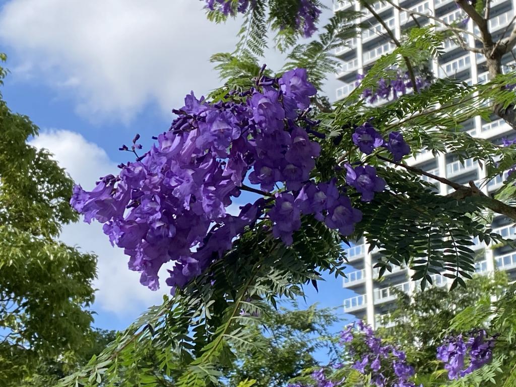  雅加達盛開的藍紫色花朵