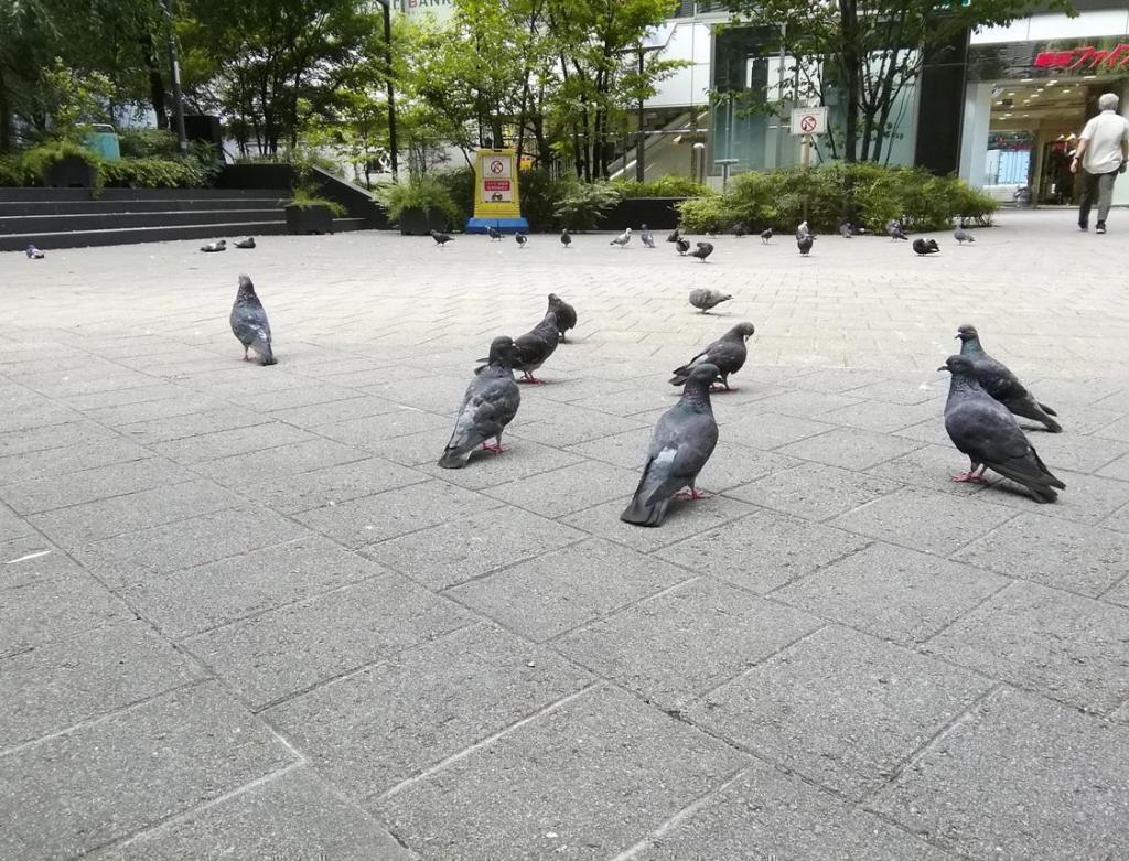 數寄屋橋公園的鴿鴿子、柳、年輕的鐘樓
　　～數寄屋橋公園～