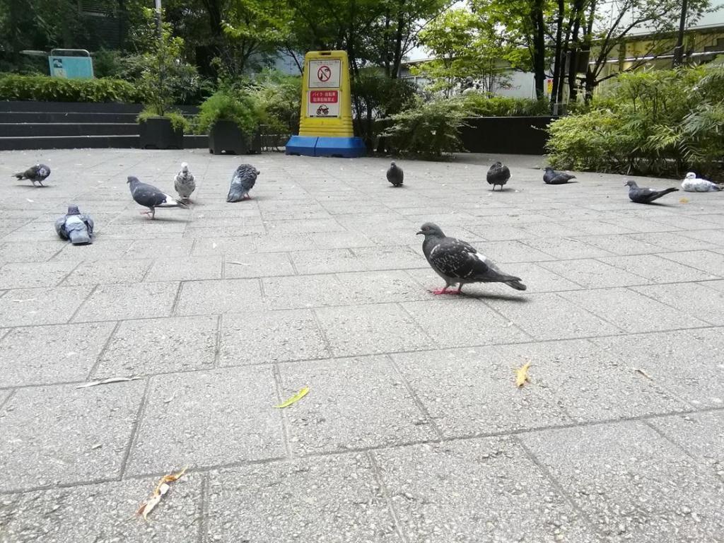  鴿子、柳、年輕的鐘樓
　　～數寄屋橋公園～