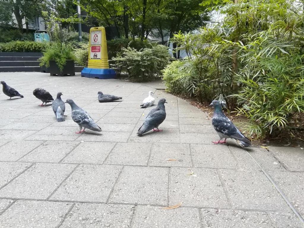  鴿子、柳、年輕的鐘樓
　　～數寄屋橋公園～