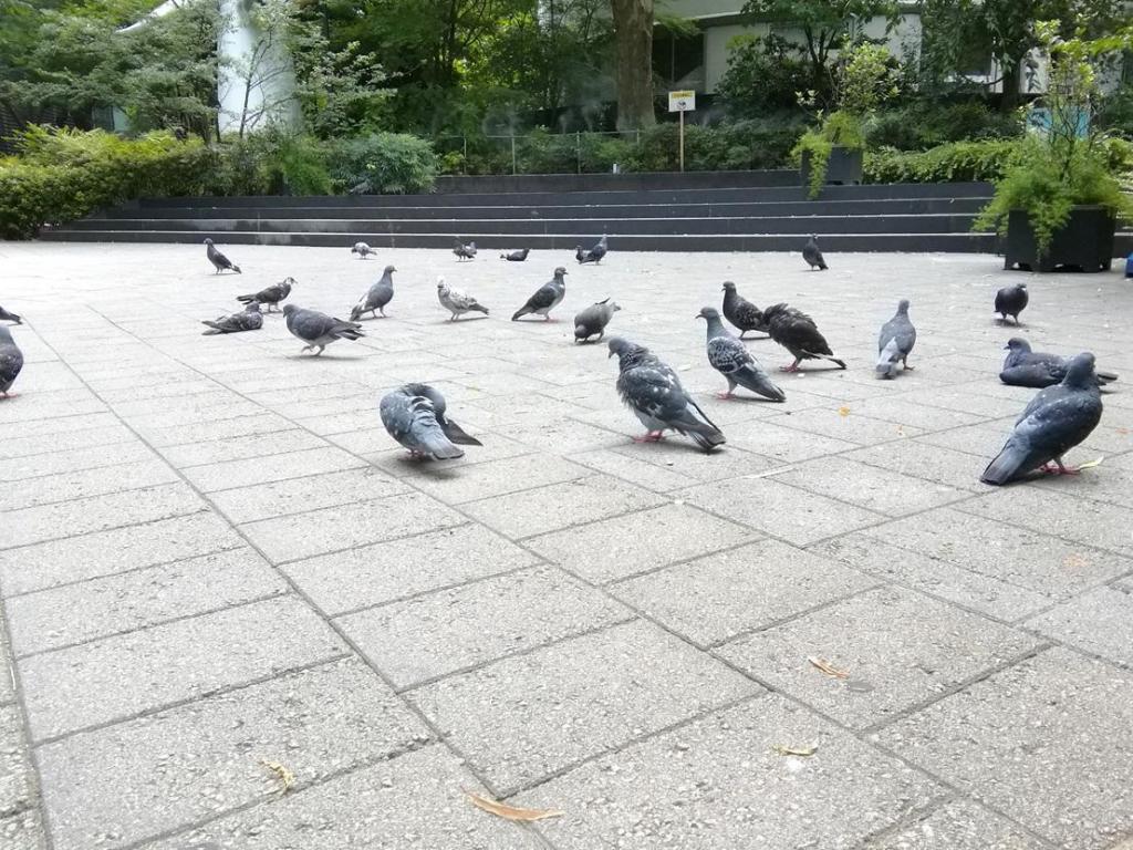  鴿子、柳、年輕的鐘樓
　　～數寄屋橋公園～