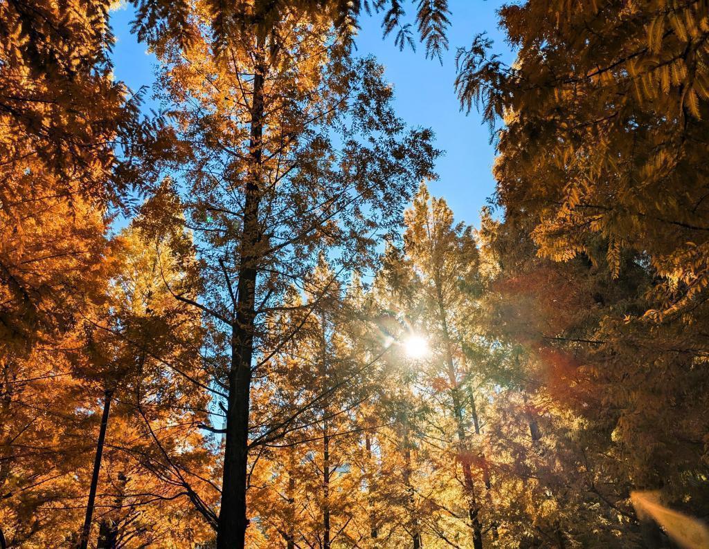  金杉紅葉