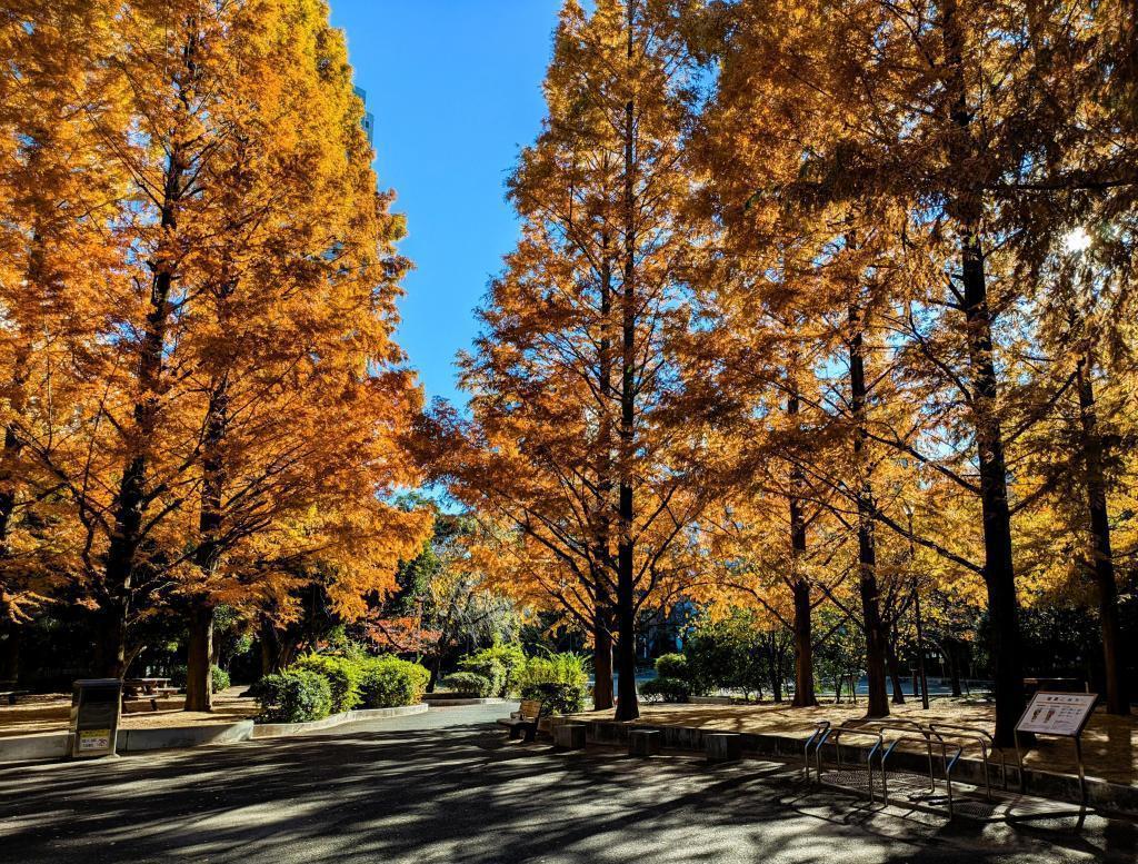  金杉紅葉