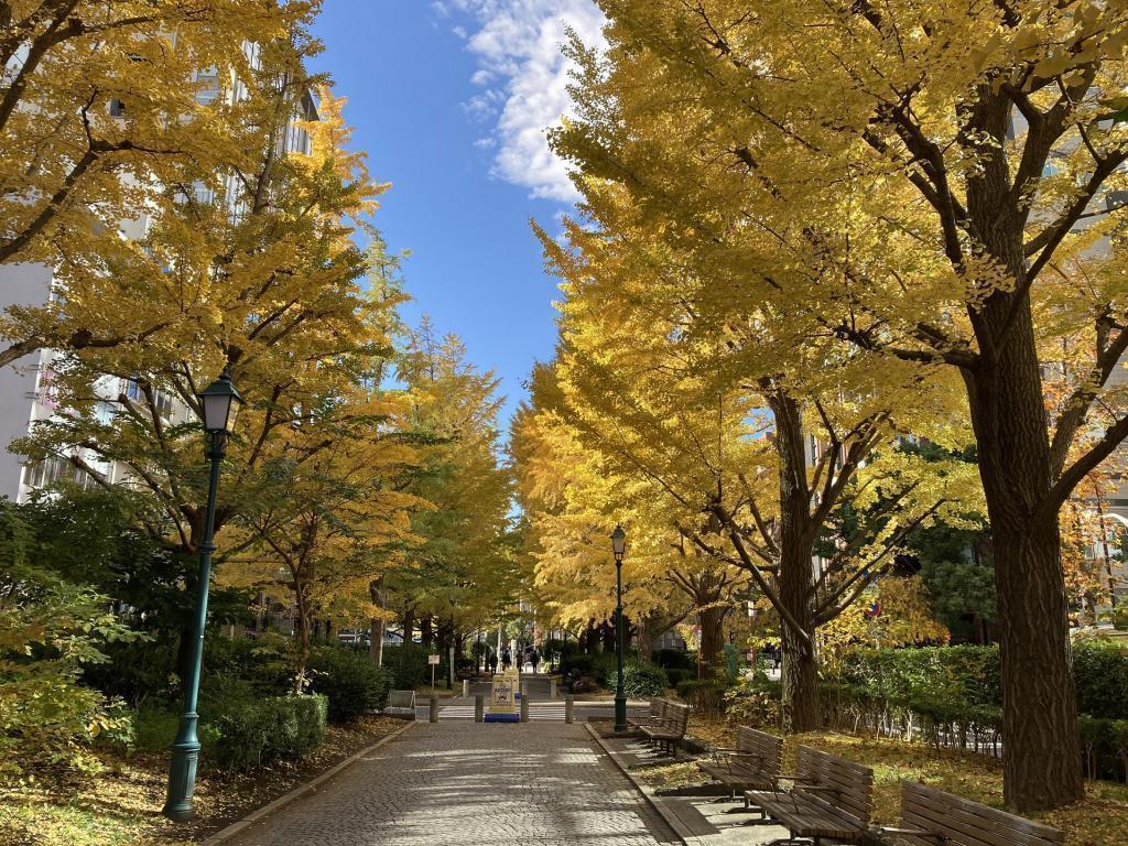 濱町公園的銀杏樹街道樹有點在意的中央區的紅葉景點5處