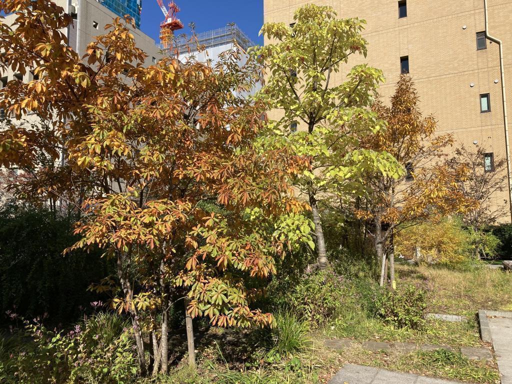 坂本町公園稍微有點在意的中央區紅葉景點5處