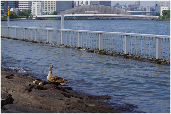  7月28日偶然在石川島公園遇到了斑嘴鴨父子