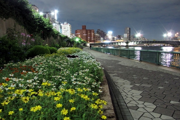  稍稍涼快的隅田川