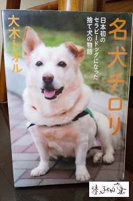  中央區的治療狗名犬奇洛裡