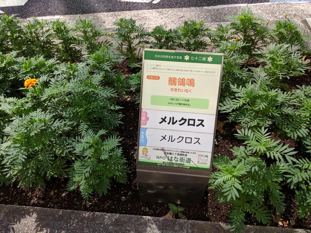  花街道・NPO Hana水道u
-京橋、日本橋、室町、中央大道