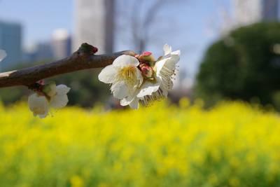  濱離宮恩賜庭園油菜花和梅花